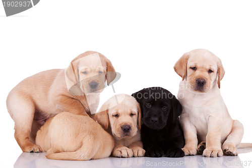 Image of curious little labrador retriever puppies 