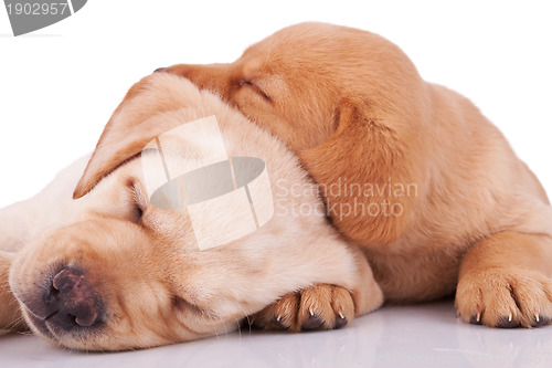 Image of  little labrador retrievers sleeping