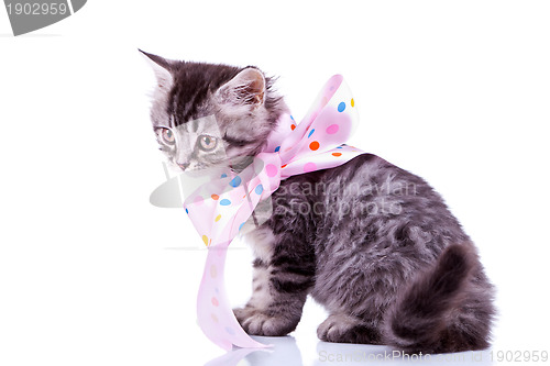 Image of tabby cat wearing a pink ribbon