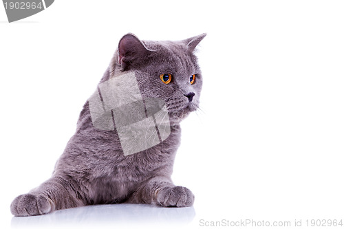 Image of curious big english cat 