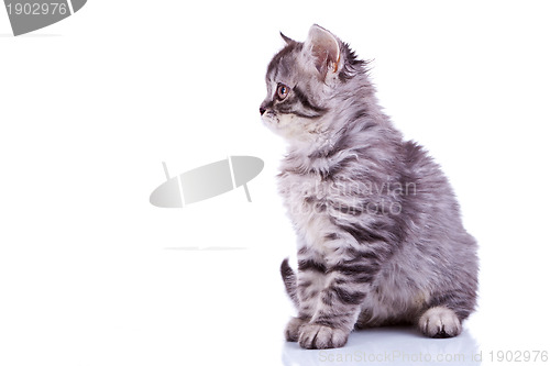 Image of silver tabby baby cat looking at something 