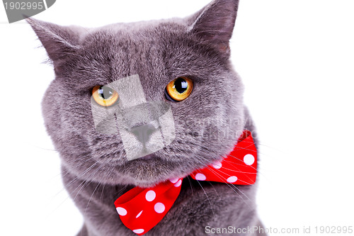 Image of  big english cat wearing a red bow tie