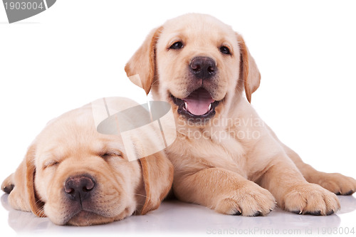 Image of two adorable little labrador retriever puppies