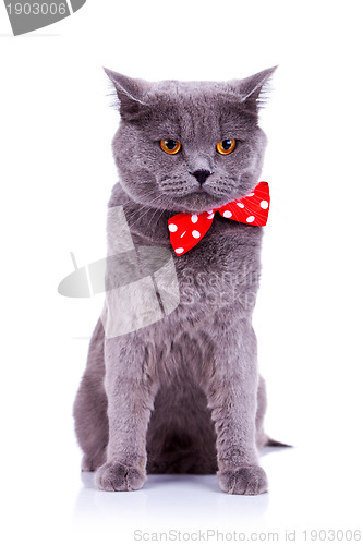 Image of cat wearing a red bow tie