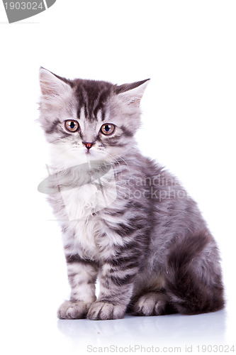 Image of cute baby silver tabby cat
