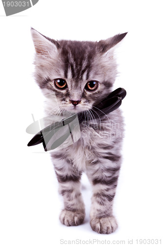 Image of  cat wearing a black neck bow