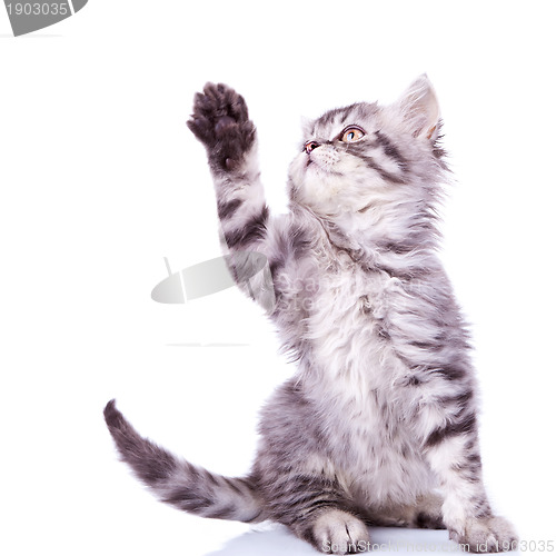 Image of tabby cat reaching for something 