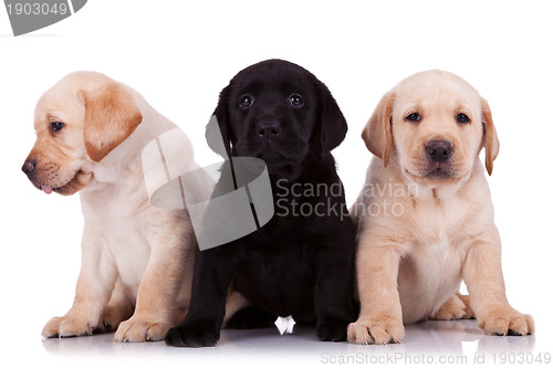 Image of  little labrador retriever puppies