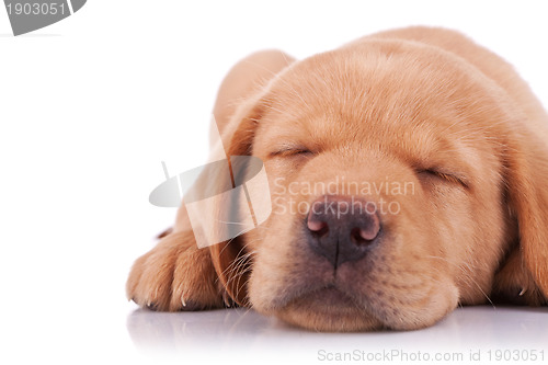 Image of sleeping labrador retriever puppy
