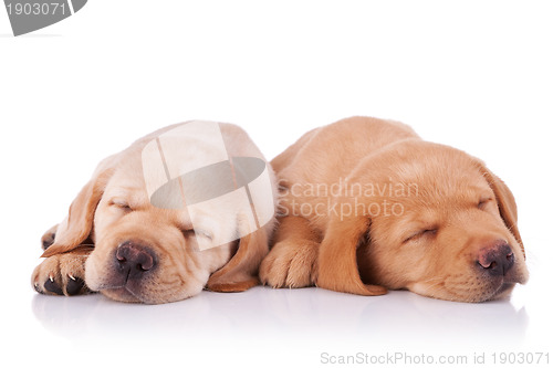 Image of two tired labrador retriever puppies