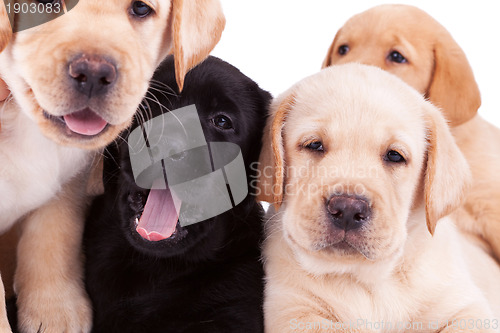 Image of four little labrador retriever puppies