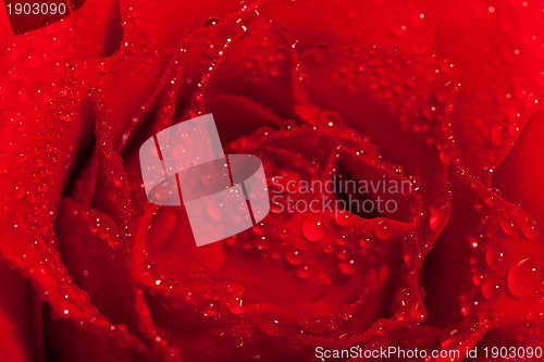 Image of red rose with water droplets