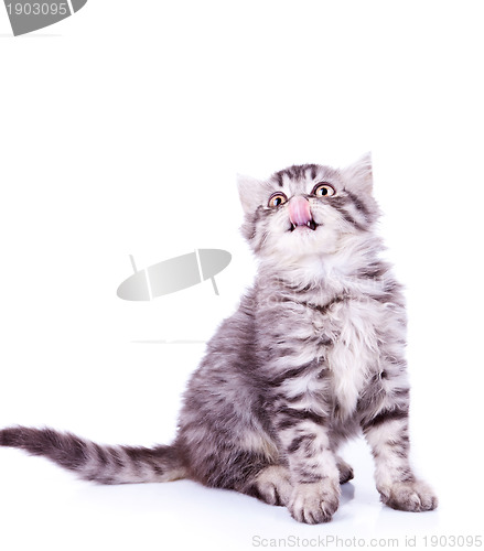 Image of baby silver tabby cat licking its nose 