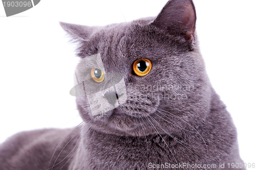 Image of head of a cute big english cat