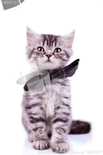 Image of seated little silver tabby cat