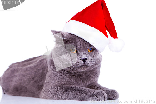 Image of big english cat wearing a santa hat 