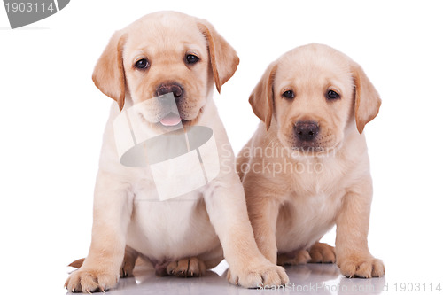 Image of little labrador retriever puppies panting