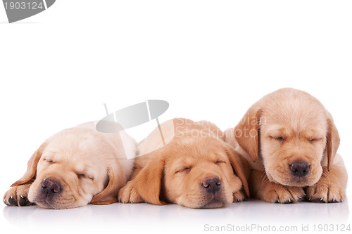 Image of  little labrador retriever puppies  sleeping