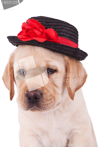 Image of head of a cute labrador retriever puppy