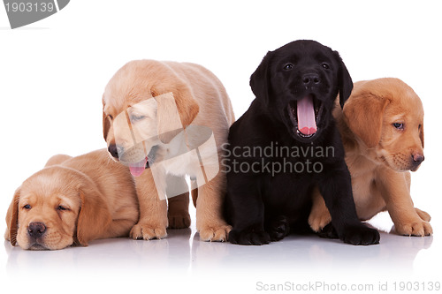 Image of tired puppies