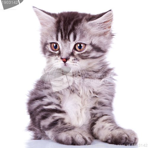 Image of cute silver tabby baby cat