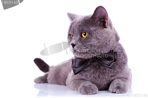 Image of big english cat with a bow tie