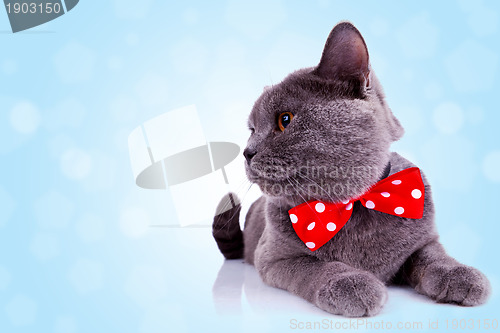 Image of  big english cat with red ribbon at its neck 