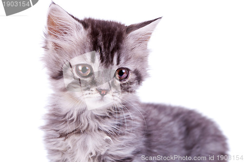 Image of cute baby silver tabby cat 