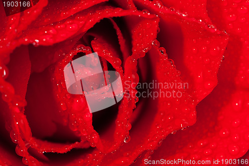 Image of  red rose with water droplets