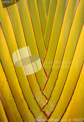 Image of Palm tree