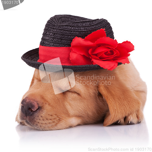 Image of sleeping labrador retriever puppy