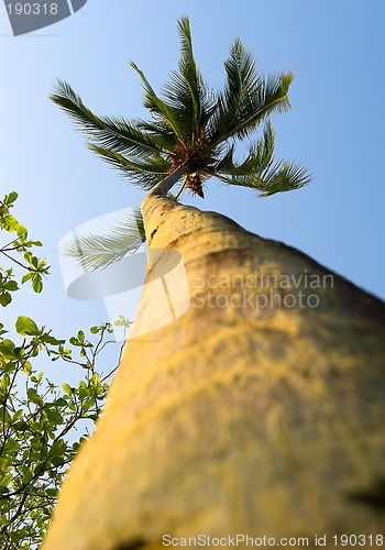 Image of Palm tree