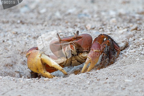 Image of Crab