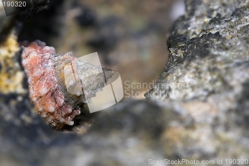 Image of Closeup of a snail