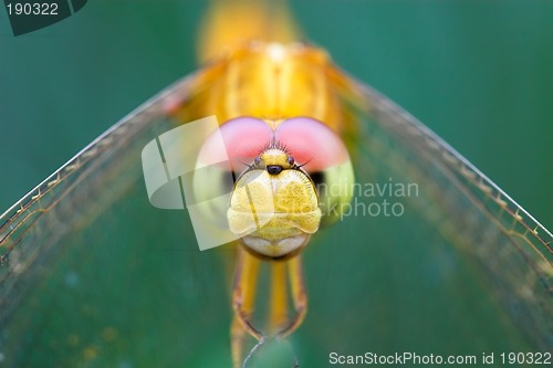 Image of Dragonfly