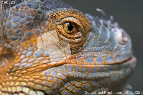 Image of Portrait of a lizard