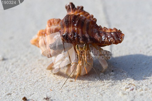 Image of Hermit crab