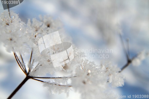 Image of snow in the nature with plants