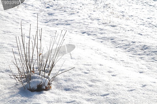 Image of snow in the nature with plants