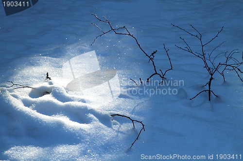 Image of snow in the nature with plants