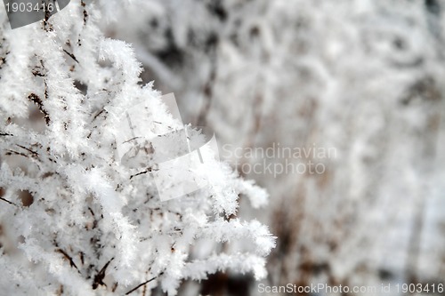 Image of snow in the nature with plants