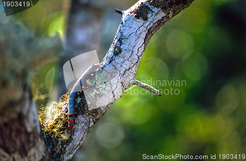 Image of Galapagos centipede