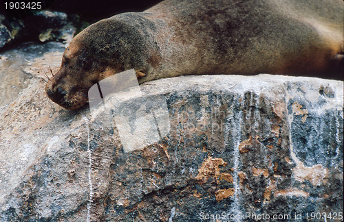 Image of Galapagos sea lion