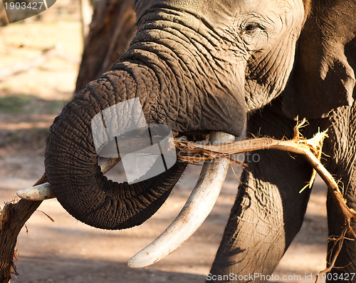 Image of African bush elephant