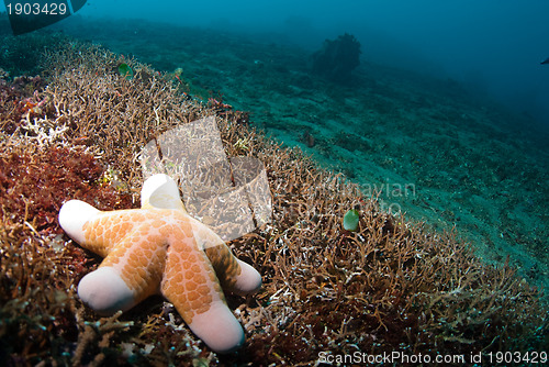 Image of Starfish underwater