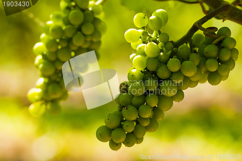 Image of Grapes growing