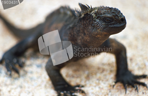 Image of Galapagos lizard