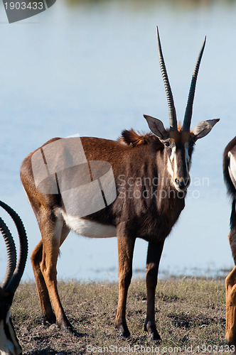 Image of East african oryx
