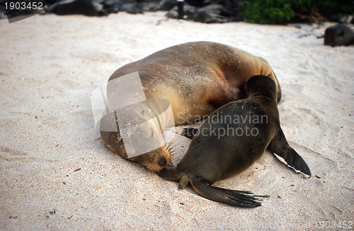 Image of Baby Galapagos sea lion