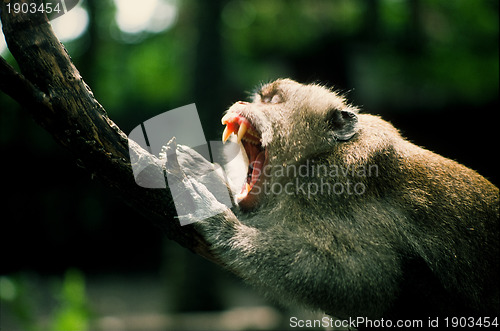 Image of Monkey baring teeth